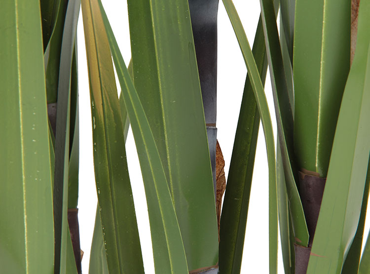 PLANTA DECORATIVA RIPLEY HOME CAÑA AZÚCAR VERDE - 2
