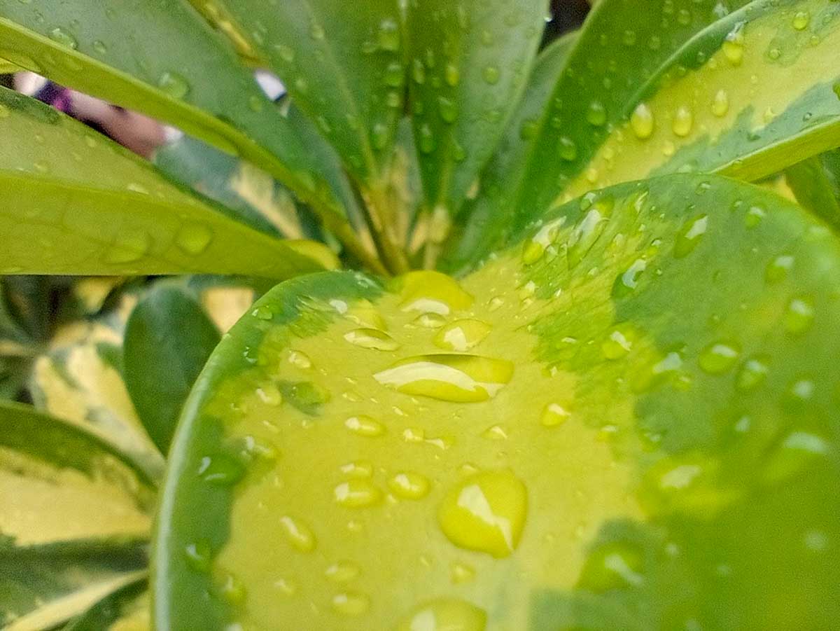 MOTO G22